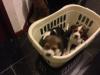 Puppies for sale Austria, Linz Beagle