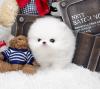 Puppies for sale Finland, Rovaniemi Pomeranian Spitz