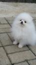 Puppies for sale USA, California Pomeranian Spitz