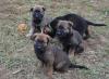 Puppies for sale Russia, Moscow , German shepherd puppies