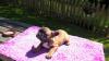 Puppies for sale USA, California, Los Angeles French Bulldog