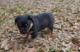 Puppies for sale Russia, Barrow German Shepherd Dog