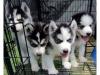 Puppies for sale Russia, Moscow Haski