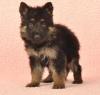 Puppies for sale Greece, Patra , German shepherd puppies
