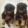 Puppies for sale USA, Texas, Houston , Rottweiler Puppies