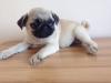 Puppies for sale Greece, Heraklion , Pug Puppies