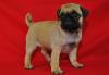Puppies for sale Greece, Heraklion , Pug Puppies