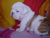Puppies for sale Greece, Athens , English bulldog puppies  