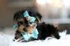 Puppies for sale Sweden, Helsingborg , Teacup Yorkie puppies