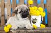 Puppies for sale Greece, Patra , Pug Puppies