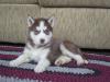 Puppies for sale Canada, Ontario , Siberian Husky