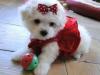 Puppies for sale Greece, Larissa , Toy Tiny Maltese puppies 