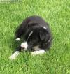 Puppies for sale USA, Georgia Australian Shepherd