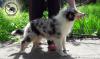 Продам щенка Украина, Одесса Колли, шотландская овчарка