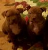 Puppies for sale USA, California American Pit-Bull Terrier