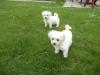 Puppies for sale Canada, Ontario, Toronto Bichon