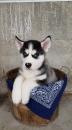 Puppies for sale Canada, Ontario, Toronto Other breed, Siberian Husky