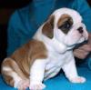 Puppies for sale Canada, Ontario, Toronto English Bulldog