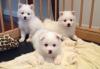 Puppies for sale Canada, Ontario, Toronto Eskimo dog