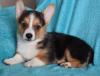 Puppies for sale Canada, Ontario, Toronto Other breed, Pembroke Welsh Corgi puppies