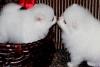 Puppies for sale Canada, Ontario, Toronto Other breed, Pomeranian