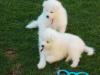 Puppies for sale Canada, Ontario, Toronto Other breed, Samoyed