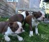 Puppies for sale Hungary, Szekesfehervar Boston Terrier
