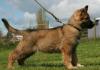 Puppies for sale Austria, Graz German Shepherd Dog