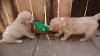 Puppies for sale Hungary, Budapest Golden Retriever