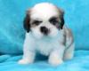 Puppies for sale Denmark, Odense Lhasa Apso