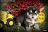 Puppies for sale Russia, Grand Canyon Other breed