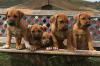 Puppies for sale Austria, Linz Rhodesian Ridgeback