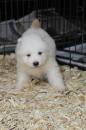 Puppies for sale Austria, Graz Samoyed dog (Samoyed)