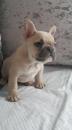 Puppies for sale Hungary, Debrecen French Bulldog