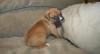 Puppies for sale Hungary, Szeged Boxer