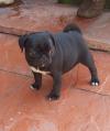 Puppies for sale Austria, Graz Hanover Hound