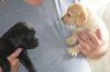 Puppies for sale Denmark, Kopenagen Labrador