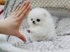 Puppies for sale USA, Georgia Pomeranian Spitz