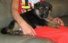 Puppies for sale Hungary, Budapest German Shepherd Dog