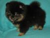 Puppies for sale Austria, Vienna Pomeranian Spitz