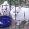 Puppies for sale Finland, Turks Pomeranian Spitz