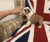 Puppies for sale Ireland, Dublin English Bulldog