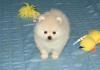 Puppies for sale Portugal, Lisbon Pomeranian Spitz