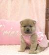 Puppies for sale Ukraine, Donetsk Chow Chow