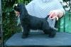 Puppies for sale USA, Arizona American Cocker Spaniel