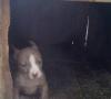 Продам щенка Украина, Полтава, кобеляки Американский питбультерьер