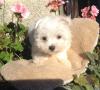 Puppies for sale USA, Nevada Maltese