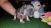 Puppies for sale USA, Nevada French Bulldog