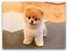 Buy a dog Austria, Vienna Other breed, Teddy Bear Pomeranian