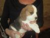 Puppies for sale USA, Connecticut Beagle